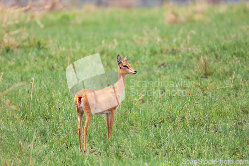 Image of Swayne's Hartebeest, Alcelaphus buselaphus swaynei antelope, Senkelle Sanctuary Ethiopia wildlife