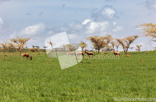 Image of Swayne's Hartebeest, Alcelaphus buselaphus swaynei antelope, Senkelle Sanctuary Ethiopia wildlife