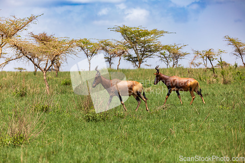 Image of Swayne's Hartebeest, Alcelaphus buselaphus swaynei antelope, Senkelle Sanctuary Ethiopia wildlife