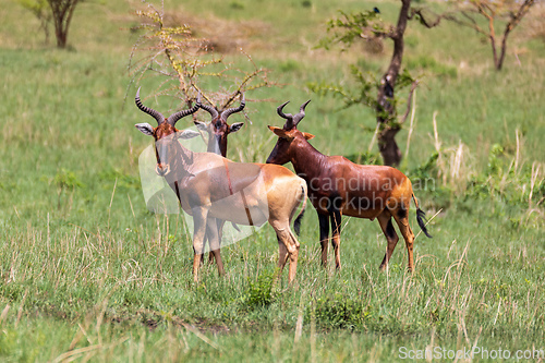 Image of Swayne's Hartebeest, Alcelaphus buselaphus swaynei antelope, Senkelle Sanctuary Ethiopia wildlife