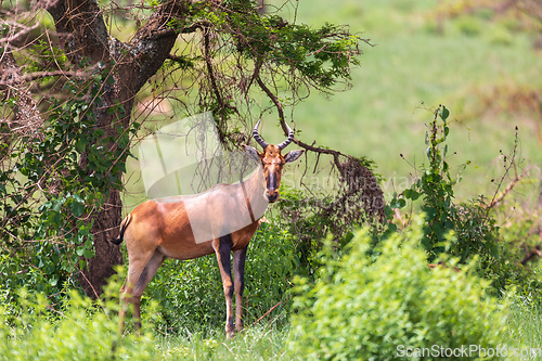 Image of Swayne's Hartebeest, Alcelaphus buselaphus swaynei antelope, Senkelle Sanctuary Ethiopia wildlife