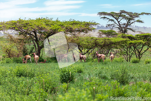 Image of Swayne's Hartebeest, Alcelaphus buselaphus swaynei antelope, Senkelle Sanctuary Ethiopia wildlife