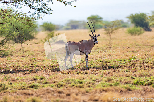 Image of East African oryx, Awash, Ethiopia wildlife