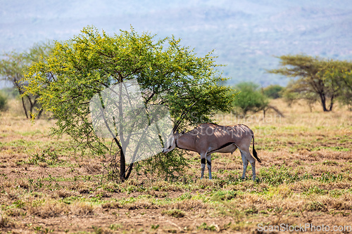 Image of East African oryx, Awash, Ethiopia wildlife