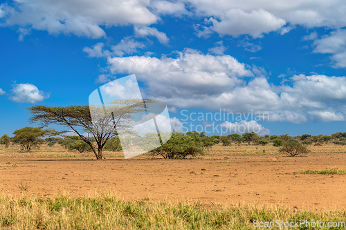 Image of Savanna in the Awash National Park, Ethiopia