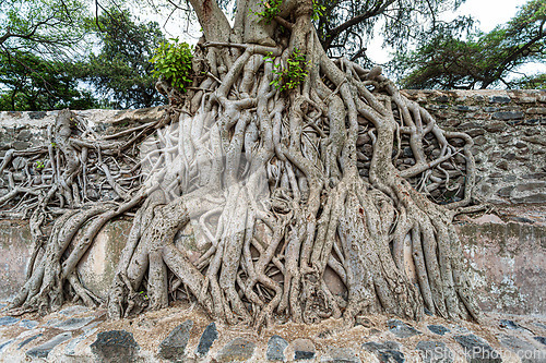 Image of Tangle of massive trunk roots in Fasil Ides Bath, kingdom pool. Gondar, Ethiopia