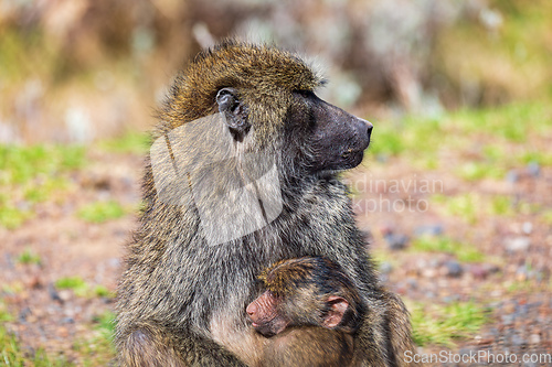 Image of Chacma baboon, Papio ursinus. Bale mountain, Ethiopia wildlife animal