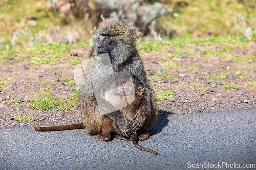 Image of Chacma baboon, Papio ursinus. Bale mountain, Ethiopia wildlife animal