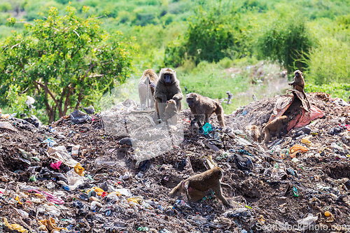 Image of Chacma baboon, Papio ursinus. Monkeys are looking for food in a dump outside the city Arba Minch, Ethiopia wildlife animal