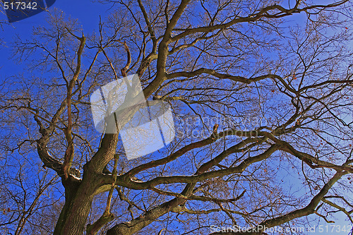 Image of pedunculate oak (Quercus robur L.)