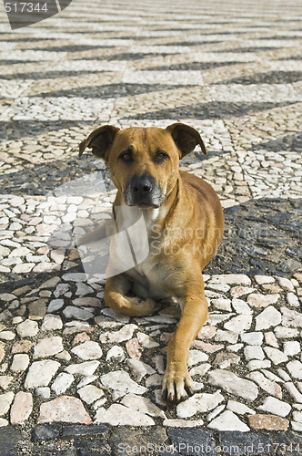 Image of Dog laying down
