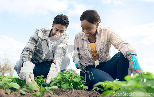 Image of Farmer, plant vegetables and couple on agriculture farm for garden soil innovation, enviroment sustainability and gardening wellness. Farming, eco friendly workers and healthy nutrition or ecology