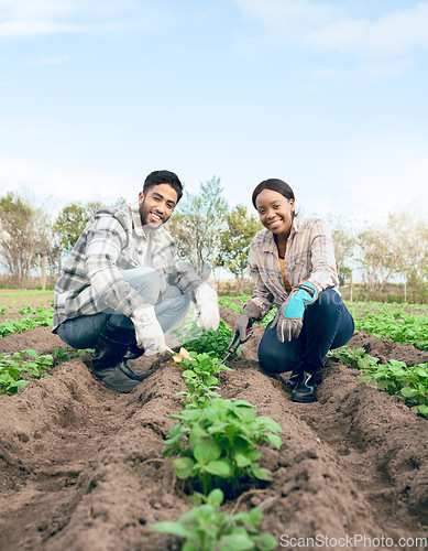 Image of Agriculture, soil and farming couple gardening plants or vegetables growth on an agro, eco friendly land for green supplier market. Countryside, sustainable and farmer people portrait with fertilizer