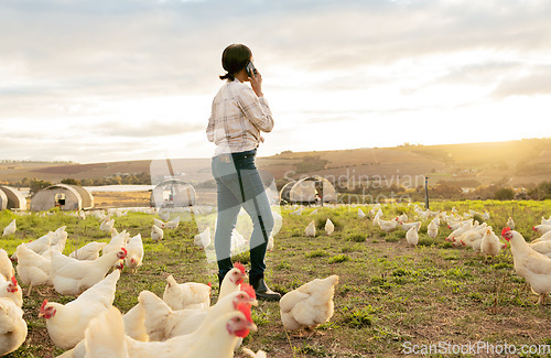 Image of Agriculture, chicken and phone of farm woman in countryside with 5g communication for poultry business. Grass, animals and farmer on mobile talk on field with rooster livestock in South Africa.