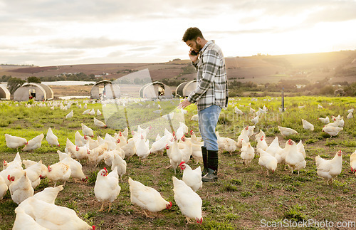 Image of Farm, chickens and phone call with an agriculture man farmer at work on a field for sustainability. Grass, mobile and chicken farming with a male agricultural worker talking on his smartphone