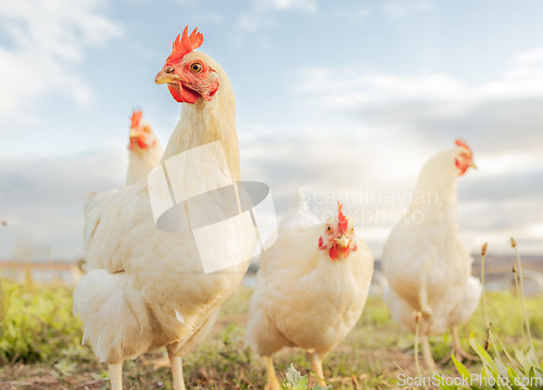 Image of Chicken, farming and agriculture on grass, field or outdoor for free range eating, organic or sustainable farm. Poultry, birds or animal for protein, meat or pet in nature together for sustainability