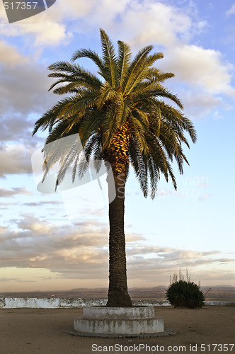 Image of Lone palm tree