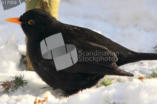 Image of Blackbird (Turdus merula) in snow