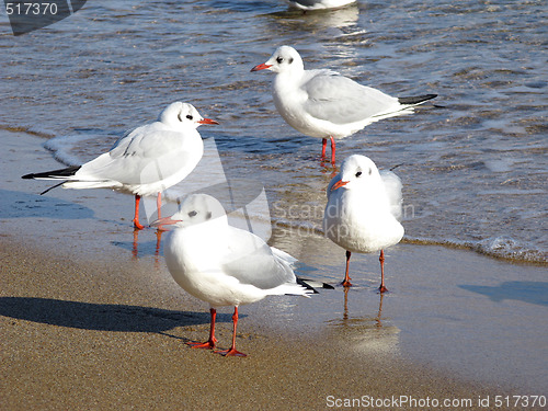 Image of Seagulls