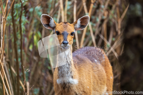 Image of Rare Menelik bushbuck, Ethiopia, Africa wildlife