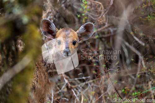 Image of baby of Rare Menelik bushbuck, Ethiopia, Africa wildlife