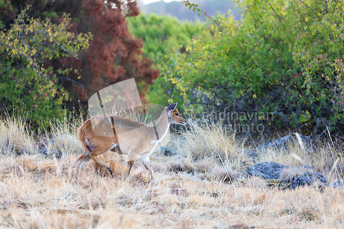 Image of Rare Menelik bushbuck, Ethiopia, Africa wildlife