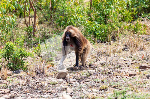 Image of Endemic Gelada, Theropithecus gelada, in Debre Libanos, Simien mountain, Ethiopia wildlife