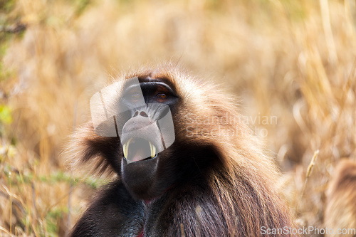 Image of Endemic Gelada, Theropithecus gelada, in Debre Libanos, Simien mountain, Ethiopia wildlife