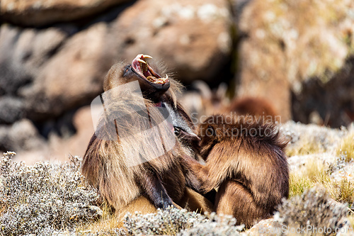 Image of Endemic Gelada, Theropithecus gelada, in Simien mountain, Ethiopia wildlife