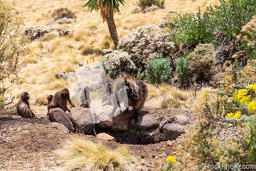 Image of Endemic Gelada, Theropithecus gelada, in Simien mountain, Ethiopia wildlife