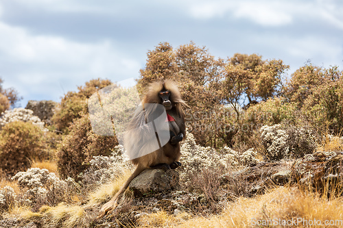 Image of Endemic Gelada, Theropithecus gelada, in Simien mountain, Ethiopia wildlife