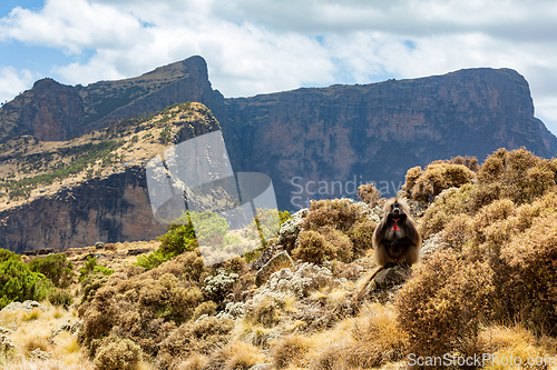 Image of Endemic Gelada, Theropithecus gelada, in Simien mountain, Ethiopia wildlife