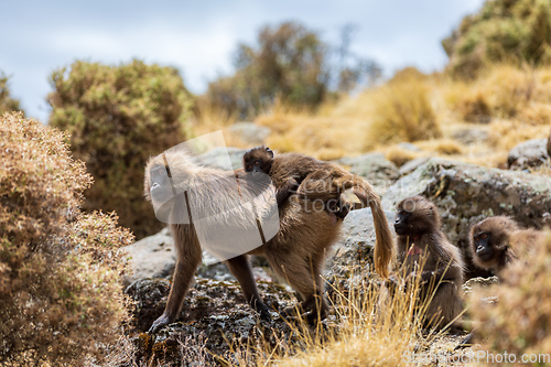 Image of Endemic Gelada, Theropithecus gelada, in Simien mountain, Ethiopia wildlife