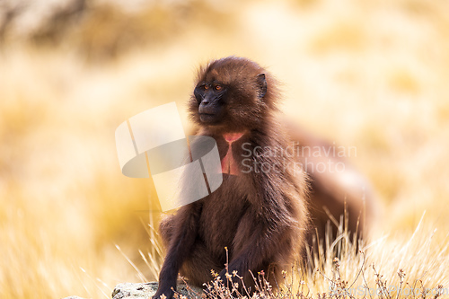 Image of Endemic Gelada, Theropithecus gelada, in Simien mountain, Ethiopia wildlife