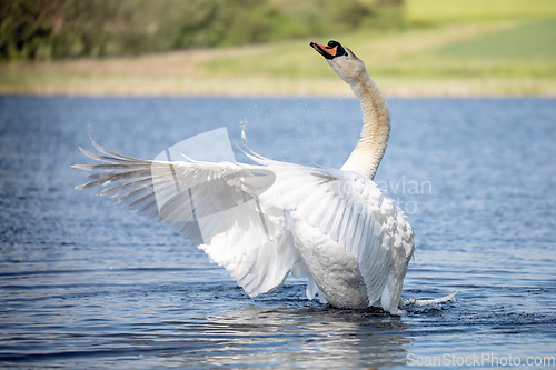 Image of Wild bird mute swan in spring on pond