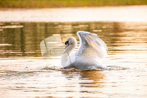 Image of Wild bird mute swan in spring on pond