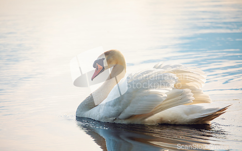 Image of Wild bird mute swan in spring on pond