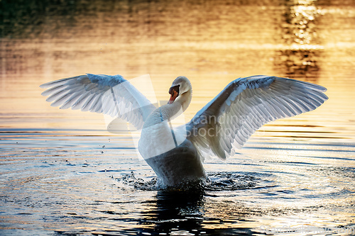 Image of Wild bird mute swan in spring on pond