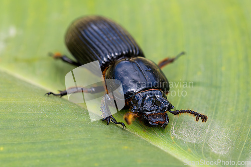 Image of Patent-leather beetle or horned passalus - Odontotaenius disjunctus, Costa Rica