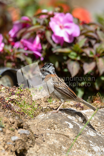 Image of Rufous-collared sparrow or Andean sparrow, San Gerardo de Dota, Wildlife and birdwatching in Costa Rica.