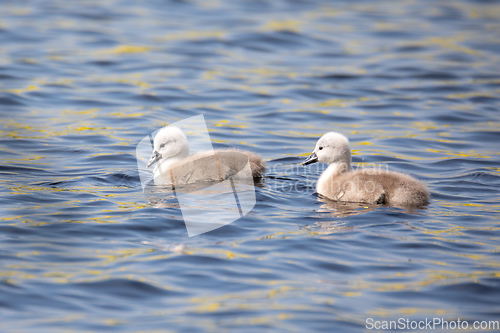 Image of Wild bird mute swan chicken in spring on pond