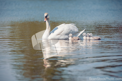 Image of Wild bird mute swan in spring on pond