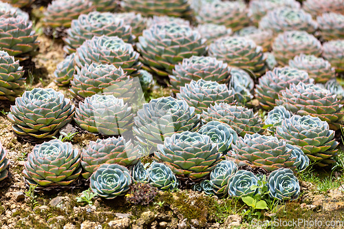 Image of Echeveria desmetiana, succulent plant in the family Crassulaceae. Costa Rica