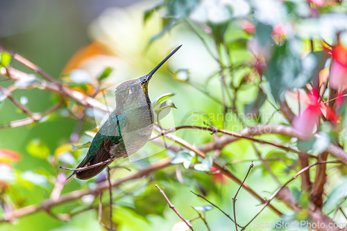 Image of Violet-headed hummingbird (Klais guimeti), San Gerardo de Dota, Costa Rica.