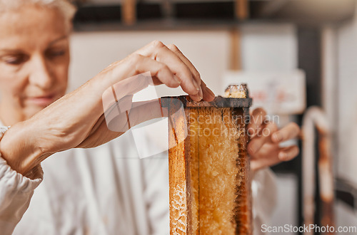 Image of Beekeeper, honey and frame with manufacturing, production and working in a factory, workshop and bee farm. Agriculture worker, process honeycomb and farming natural resource in warehouse with farmer