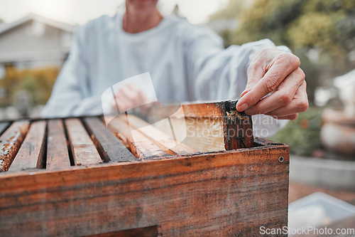 Image of Beekeeper, working and production of honey in a box at a farm, backyard or nature. Agriculture, sustainable and hands of an organic farmer with honeycomb for small business and food in summer