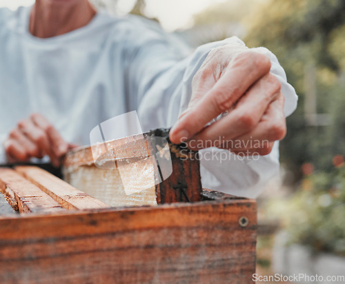 Image of Beekeeping, production and beekeeper working with honey for sustainable agriculture farming in nature. Sustainability, eco friendly and hands of farmer in process of extracting sweet food from a box