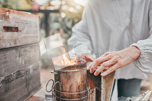 Image of Beekeeper, bee bellows and fire to smoke in closeup at apiary in farming, agriculture and industry. Beekeeping, woman working and hands zoom with flame for bees, safety and farm for honey production