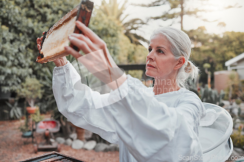 Image of Beekeeping, honeycomb and agriculture with a woman farmer working in the production of honey in the countryside. Farm, sustainability and frame with a female beekeeper at work in natural industry