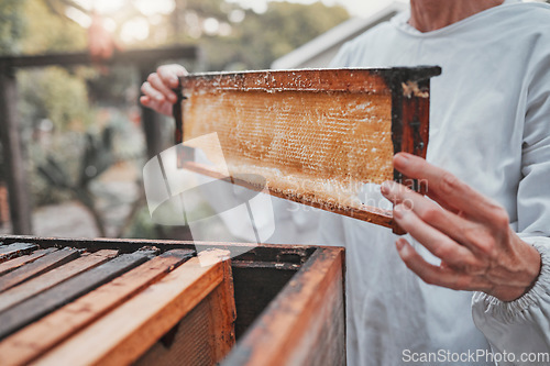 Image of Beekeeping, sustainable and beekeeper in production of honey for agriculture, food and small business. Farming, sustainability and business owner with frame for harvesting and eco friendly on a farm